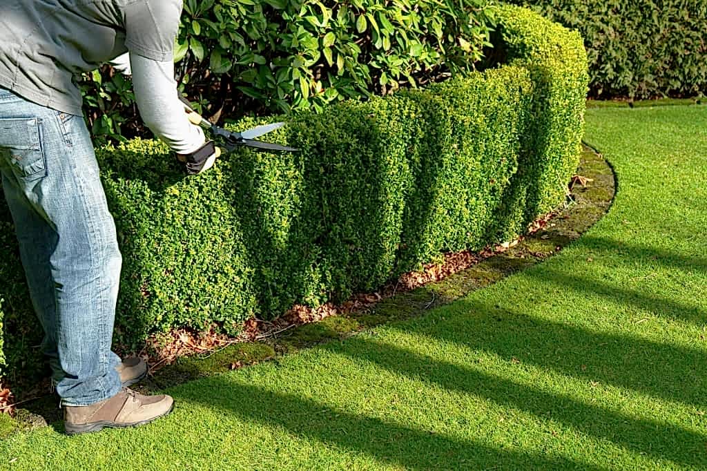 Уход за английским газоном Уход за английским газоном