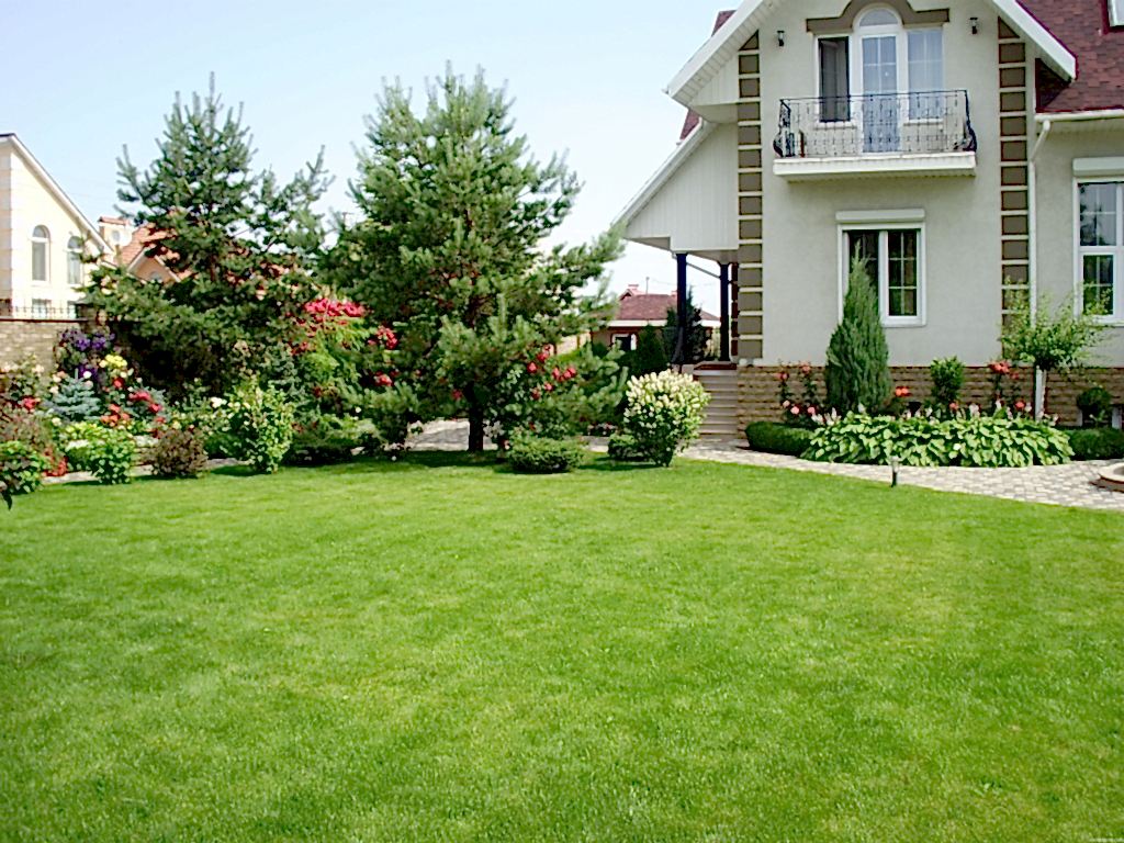 Особенности партерного газона Особенности партерного газона