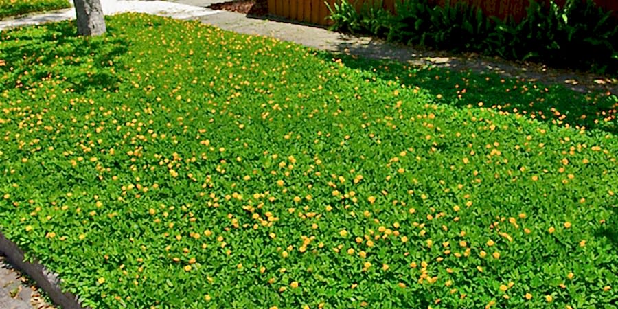 Какие культуры чаще всего используются при посеве? Какие культуры чаще всего используются при посеве?