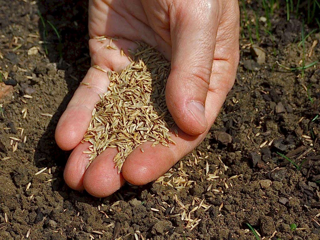 Сорта травы для осеннего посева Сорта травы для осеннего посева