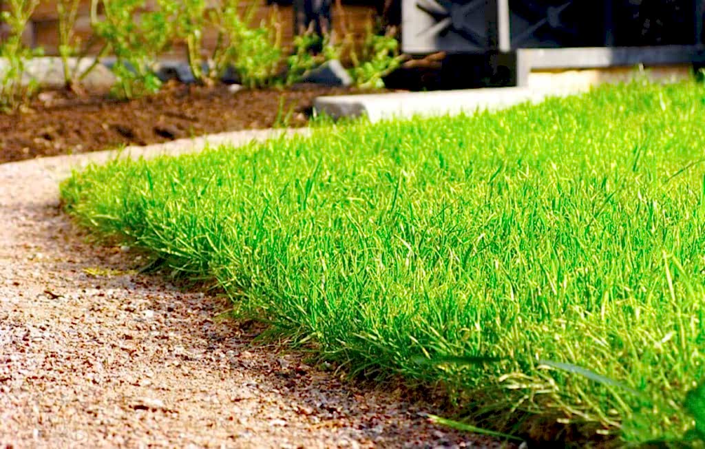 Как правильно выбрать английский газон?  Как правильно выбрать английский газон?