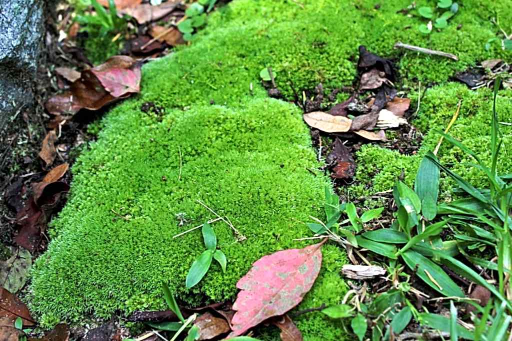 Какие удобрения применяют Какие удобрения применяют