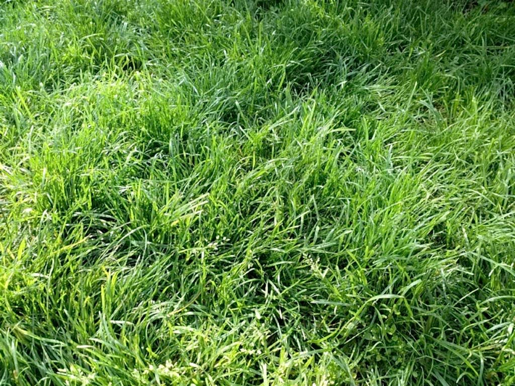 Наиболее распространенные стили ландшафтного дизайна дачного участка  Наиболее распространенные стили ландшафтного дизайна дачного участка